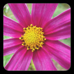 Purple Cosmos Sticker