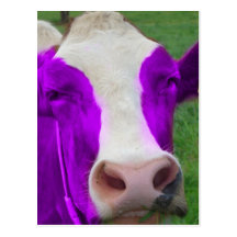 purple cow post card