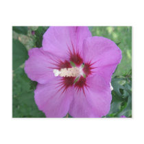 Purple Craze Postcard