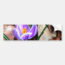 Purple Crocus Bumper Stickers