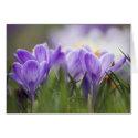 purple crocus cards