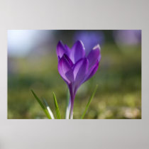 Purple Crocus DSC0704 Posters