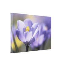 Purple Crocus Floral Canvas Print