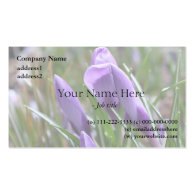 purple crocus flowers,番红花 business card template