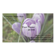 purple crocus flowers,番红花 business card templates