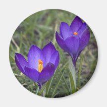 purple crocus fridge magnets