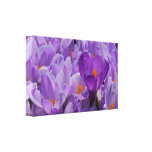Purple Crocus Gallery Wrapped Canvas