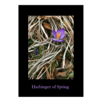 Purple Crocus, Harbinger of Spring posters