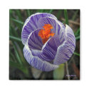 Purple Crocus Magnet