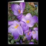 Purple Crocus Note Cards cards