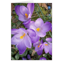 Purple Crocus Note Cards