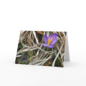 Purple Crocus Notecard by Classic_Cat Purple Crocus Notecard
