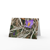 Purple Crocus Notecard