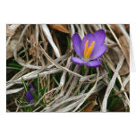 Purple Crocus Notecard
