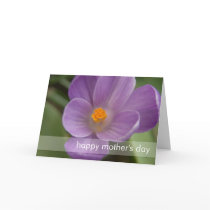 Purple Crocus PICT5930 Cards