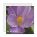 Purple Crocus PICT5930 invitations by HortusFloridus Purple Crocus PICT5930 invitations
