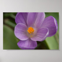 Purple Crocus PICT5930 Poster