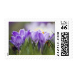 purple crocus stamp