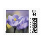 Purple Crocus postage stamps