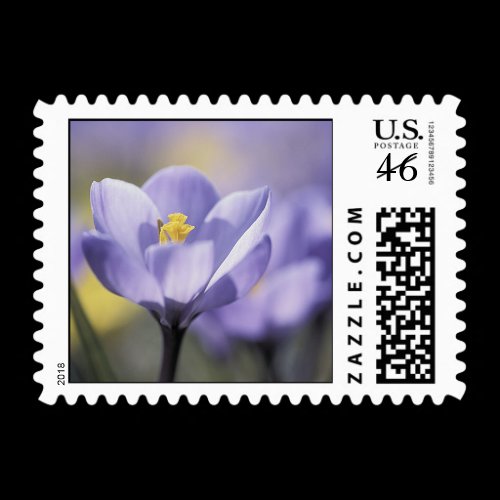 Purple Crocus postage stamps