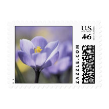 Purple Crocus postage stamps