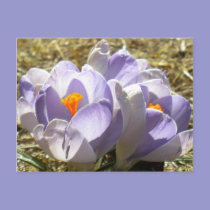 Purple Crocus Postcard postcards
