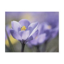 Purple Crocus postcards