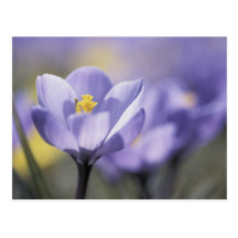 Purple Crocus postcards