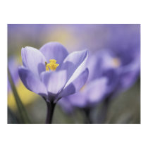 Purple Crocus Poster poster