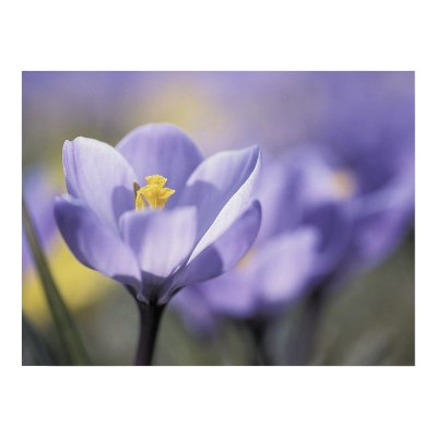 Purple Crocus poster by photoinspiration