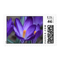 Purple Crocus Spring Flower Postage