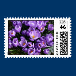 Purple Crocus Stamps stamps