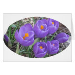 Purple Crocuses Greeting Cards
