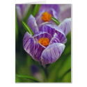 Purple Crocuses cards