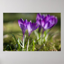 Purple Crocuses DSC0702 Print