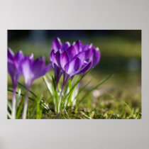 Purple Crocuses DSC0703 Print