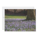 Purple Crocuses DSC5434 invitations by HortusFloridus Purple Crocuses DSC5434 invitations
