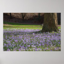 Purple Crocuses DSC5434 Poster