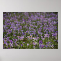 Purple Crocuses DSC5438 Print