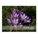 Purple Crocuses DSC5449 Post Card