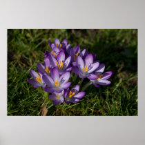 Purple Crocuses DSC5449 Poster