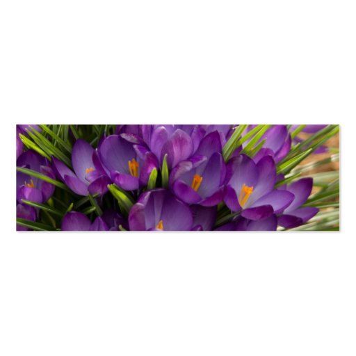 Purple Crocuses DSC5938 Business Card (front side)