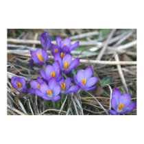 Purple Crocuses posters