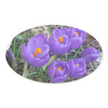 Purple Crocuses Stickers
