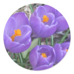 Purple Crocuses Stickers