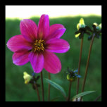 Purple Dahlia Canvas Print posters