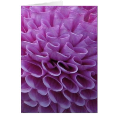 Purple Dahlia