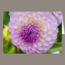 Purple Dahlia cards