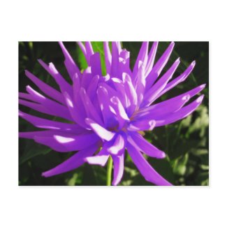 Purple Dahlia