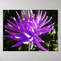 Purple dahlia posters